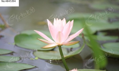 芝莲消炎滴丸禁忌什么-莲芝消炎滴丸十大忌讳事项-莲芝消炎滴丸属于消炎药吗,中国芝莲消炎滴丸禁忌网站