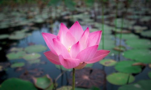莲芝消炎滴丸吃上几天见效-莲芝消炎滴丸十大忌讳事项-莲芝消炎滴丸属于消炎药吗,中国芝莲消炎滴丸禁忌网站